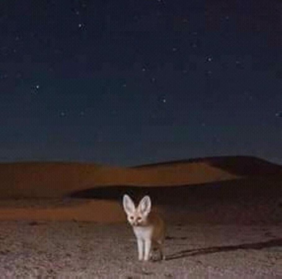 فندق Restcamp Ergchebbi مرزوكة المظهر الخارجي الصورة