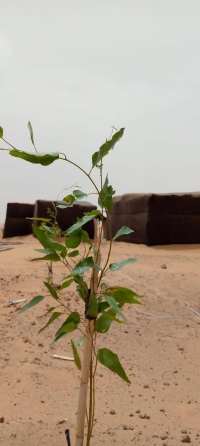 فندق Restcamp Ergchebbi مرزوكة المظهر الخارجي الصورة