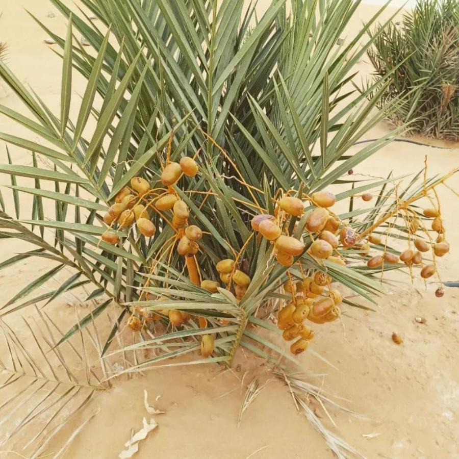 فندق Restcamp Ergchebbi مرزوكة المظهر الخارجي الصورة